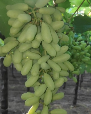 Picture of All Season Grape SeedS - 20 Pcs Seeds