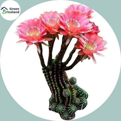 Picture of Succulent flores Seed - 10 Pcs SeedS (Global Seeds)