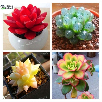 Picture of Succulent flores Seed - 10 Pcs SeedS (Global Seeds)
