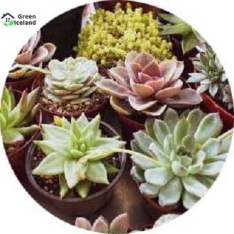 Picture of Succulent flores Seed - 10 Pcs SeedS (Global Seeds)