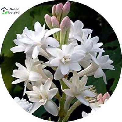 Picture of Dwarf 20 Pcs Natural Gardenia Bulbs Jasmine Flower SeedS  - 20 Pcs Seeds