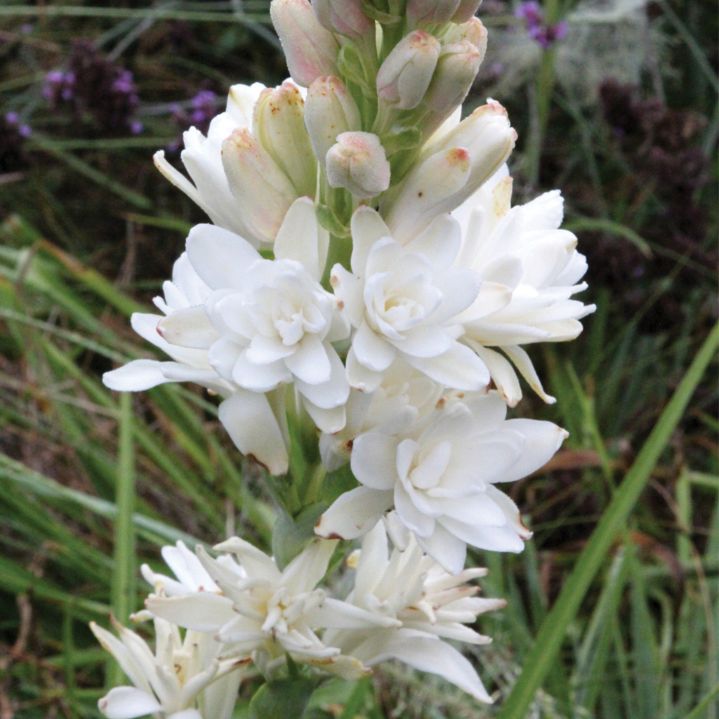 Picture of Dwarf 20 Pcs Natural Gardenia Bulbs Jasmine Flower SeedS  - 20 Pcs Seeds