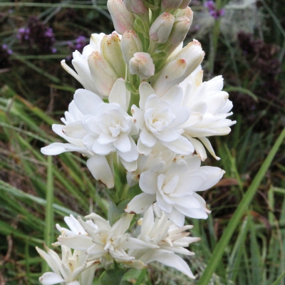 Picture of Dwarf 20 Pcs Natural Gardenia Bulbs Jasmine Flower SeedS  - 20 Pcs Seeds