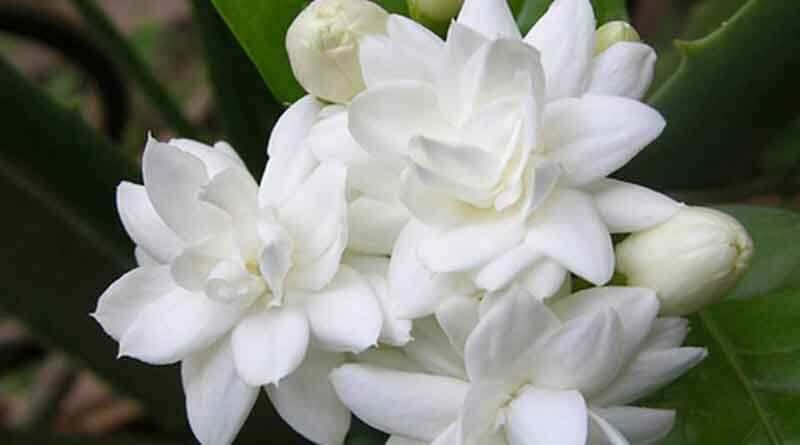 Picture of Dwarf 20 Pcs Natural Gardenia Bulbs Jasmine Flower SeedS  - 20 Pcs Seeds