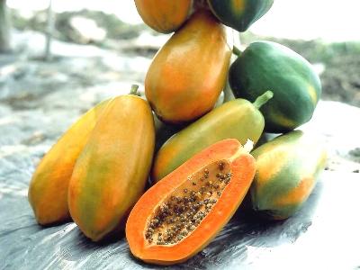 Picture of 10 Pcs Yellow Gold Papaya Seeds- 10 Pcs SeedS (Imported Global Seeds )
