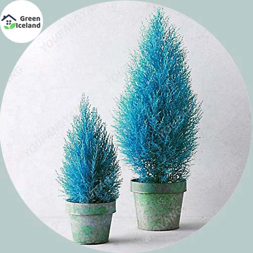 Picture of Global Blue Cypress Tree Seeds - 5+ Pcs SeedS