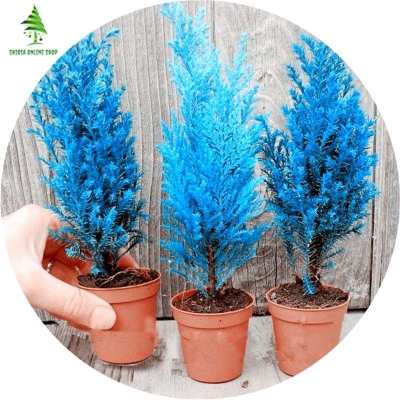 Picture of Global Blue Cypress Tree Seeds - 5+ Pcs SeedS