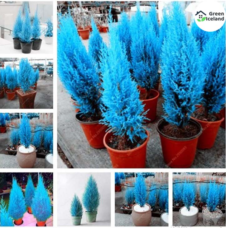 Picture of Global Blue Cypress Tree Seeds - 5+ Pcs SeedS