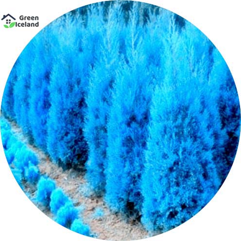 Picture of Global Blue Cypress Tree Seeds - 5+ Pcs SeedS