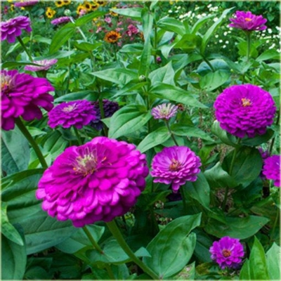 Picture of 20 Pcs Zinnia Flower California SeedS