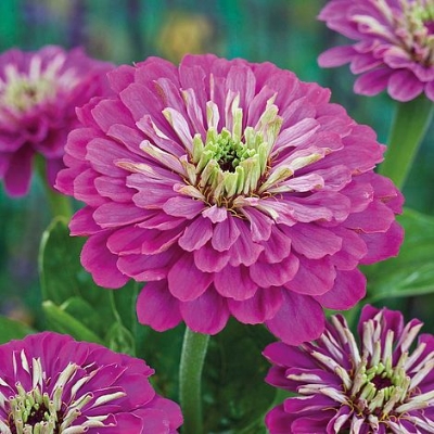 Picture of 20 Pcs Zinnia Flower California SeedS