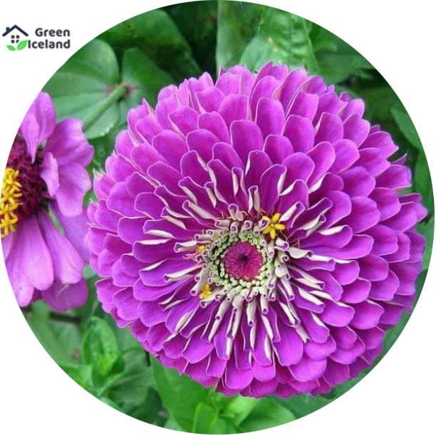 Picture of 20 Pcs Zinnia Flower California SeedS