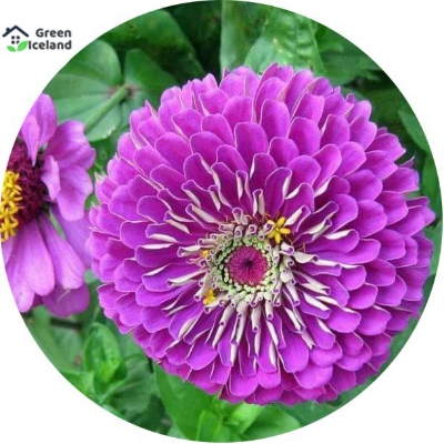 Picture of 20 Pcs Zinnia Flower California SeedS