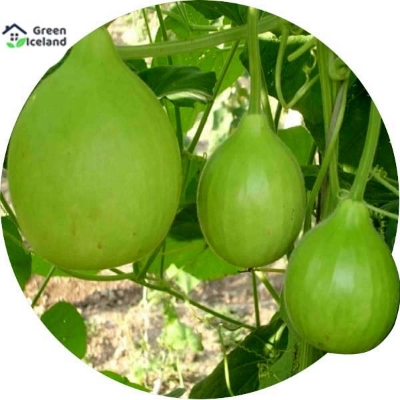 Picture of organic Round Gourd / Lau SeedS - 10 Pcs Seeds