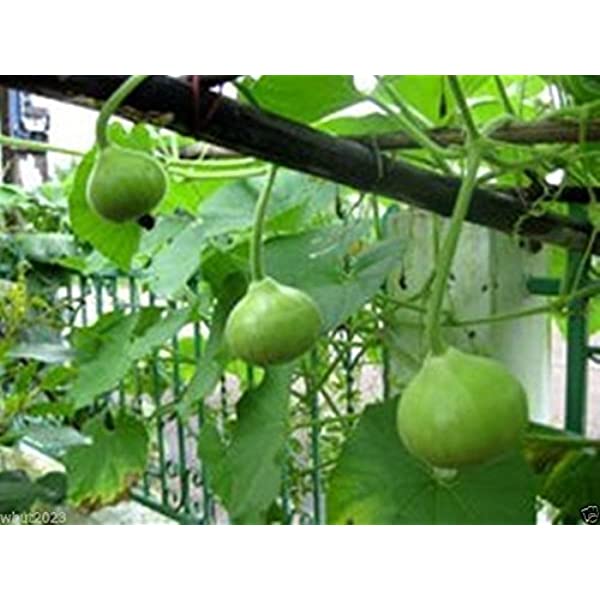 Picture of organic Round Gourd / Lau SeedS - 10 Pcs Seeds