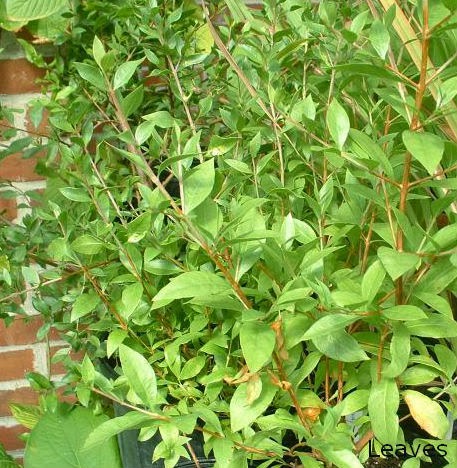 Picture of 50 Pcs Organic Mehendi Bonsai Tree SeedS