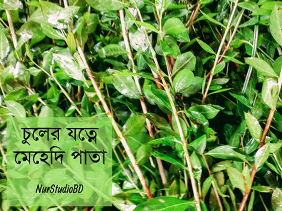 Picture of 50 Pcs Organic Mehendi Bonsai Tree SeedS