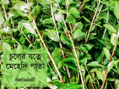 Picture of 50 Pcs Organic Mehendi Bonsai Tree SeedS