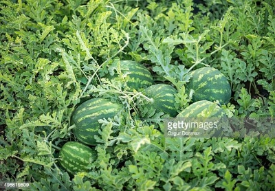 Picture of Organic Watermelon SeedS - 10 Pcs Seeds