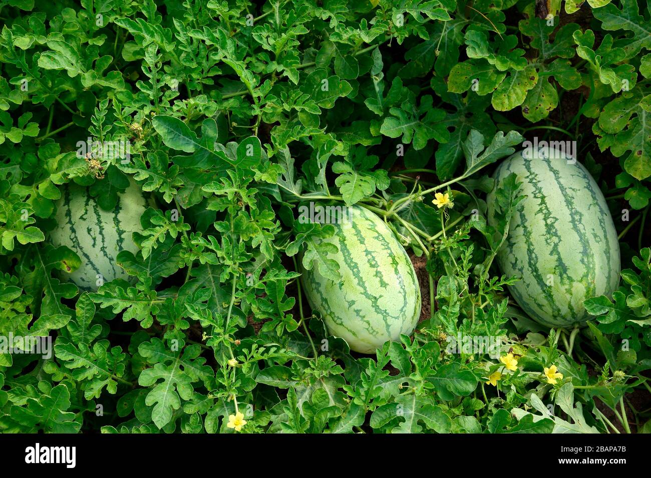 Picture of Organic Watermelon SeedS - 10 Pcs Seeds