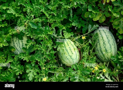 Picture of Organic Watermelon SeedS - 10 Pcs Seeds