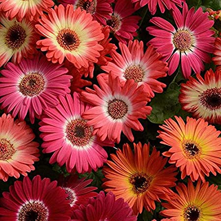 Picture of Organic Gerbera Daisy Flower Seeds - 15 Pcs SeedS