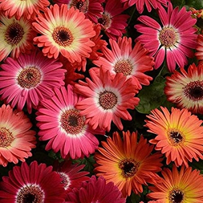 Picture of Organic Gerbera Daisy Flower Seeds - 15 Pcs SeedS