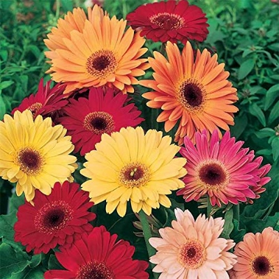 Picture of Organic Gerbera Daisy Flower Seeds - 15 Pcs SeedS