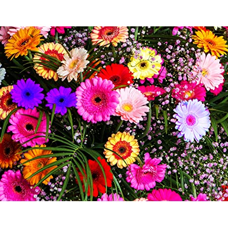 Picture of Organic Gerbera Daisy Flower Seeds - 15 Pcs SeedS