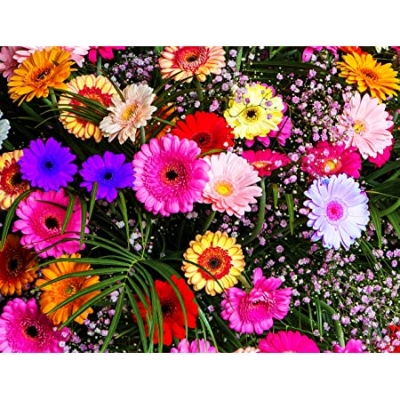 Picture of Organic Gerbera Daisy Flower Seeds - 15 Pcs SeedS
