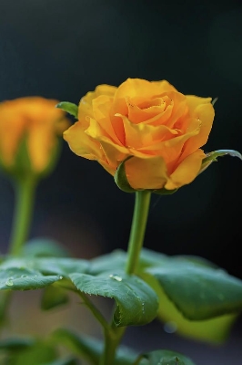 Picture of Organic Yellow Roses Flower Seeds - 20Pcs Seeds