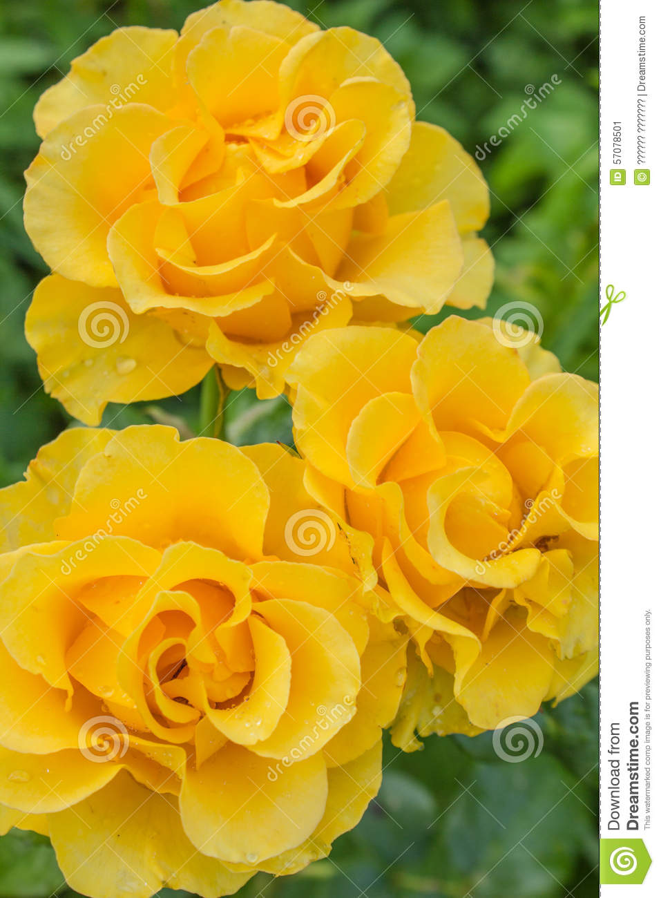 Picture of Organic Yellow Roses Flower Seeds - 20Pcs Seeds