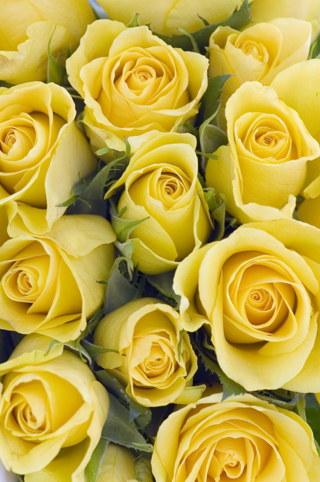 Picture of Organic Yellow Roses Flower Seeds - 20Pcs Seeds