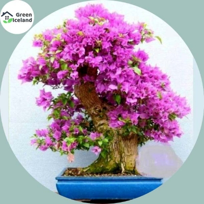 Picture of Rare Colour Purple Maple Bonsai SeedS - 15 Pcs Seeds (Imported Global Seeds)