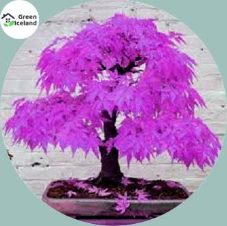 Picture of Rare Colour Purple Maple Bonsai SeedS - 15 Pcs Seeds (Imported Global Seeds)