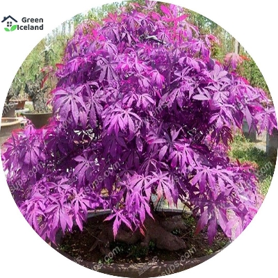 Picture of Rare Colour Purple Maple Bonsai SeedS - 15 Pcs Seeds (Imported Global Seeds)