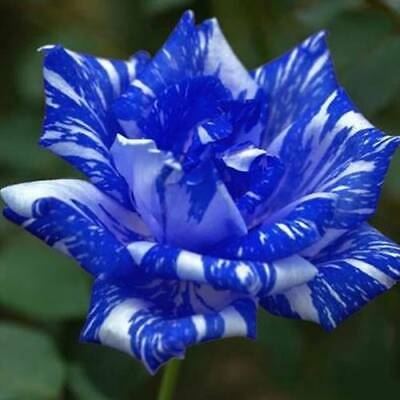 Picture of Global Blue mix Roses Flower Seeds - 20+ Pcs Seeds