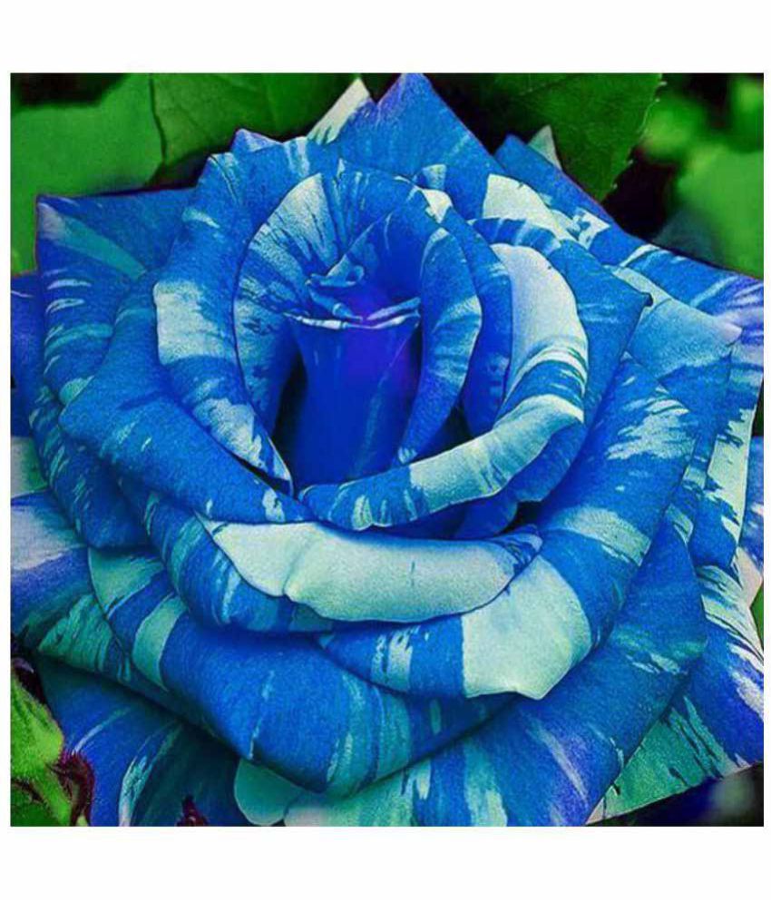 Picture of Global Blue mix Roses Flower Seeds - 20+ Pcs Seeds