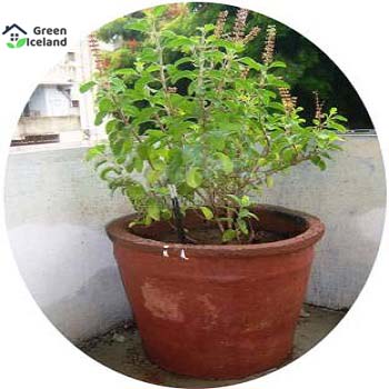 Picture of Global Basil / Tulsi Seeds  - 20 Pcs SeedS