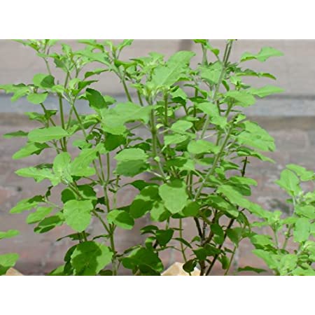 Picture of Global Basil / Tulsi Seeds  - 20 Pcs SeedS