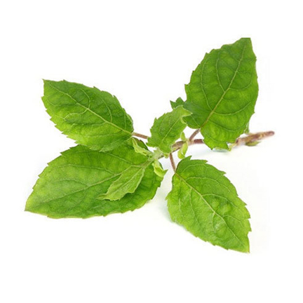Picture of Global Basil / Tulsi Seeds  - 20 Pcs SeedS