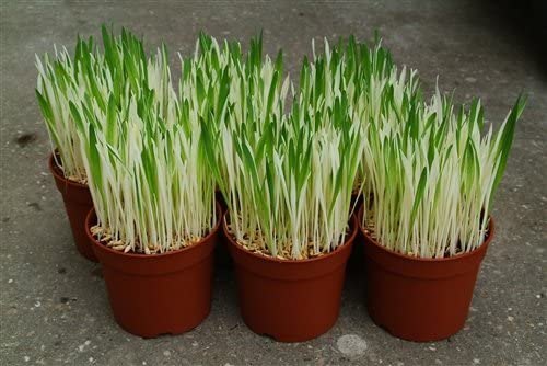 Picture of Global Cat Grass Foliage Plant Bonsai Seeds - 200 Pcs SeedS