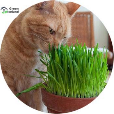 Picture of Global Cat Grass Foliage Plant Bonsai Seeds - 200 Pcs SeedS