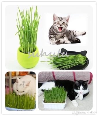 Picture of Global Cat Grass Foliage Plant Bonsai Seeds - 200 Pcs SeedS