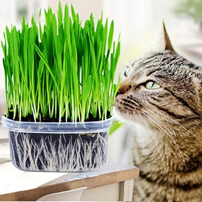 Picture of Global Cat Grass Foliage Plant Bonsai Seeds - 200 Pcs SeedS