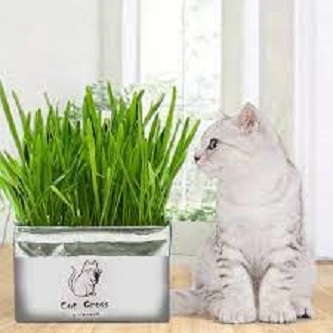 Picture of Global Cat Grass Foliage Plant Bonsai Seeds - 200 Pcs SeedS