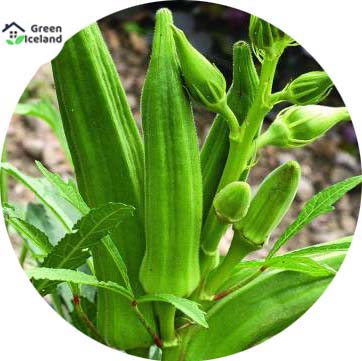 Picture of Natural Ladies Finger/Orka Seeds  - 15+ Pcs SeedS