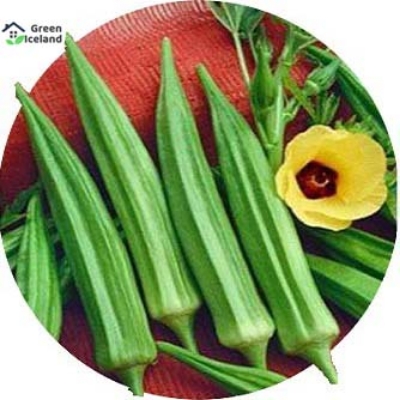 Picture of Natural Ladies Finger/Orka Seeds  - 15+ Pcs SeedS