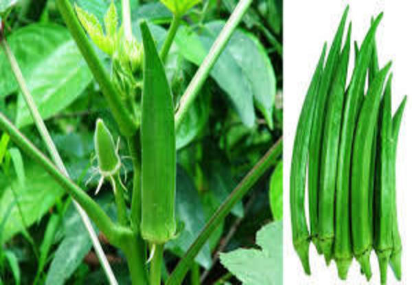 Picture of Natural Ladies Finger/Orka Seeds  - 15+ Pcs SeedS