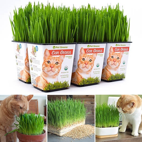Picture of 100+ Pcs Natural Cat Grass Foliage Plant Bonsai SeedS